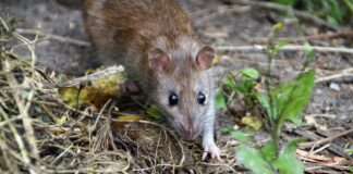 Zavod za javno zdravstvo najavio nastavak proljetne deratizacije: Na redu su Nove i Stare Plavnice, Pavljani i Gudovac