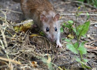 Zavod za javno zdravstvo najavio nastavak proljetne deratizacije: Na redu su Nove i Stare Plavnice, Pavljani i Gudovac