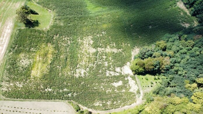 UTF-8''kukuruz štete nas