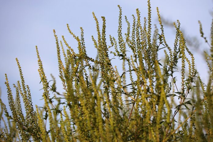 common-ragweed-7430352_1280