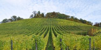 Grad poslao obavijest vlasnicima zapuštenih vinograda na području Bjelovara