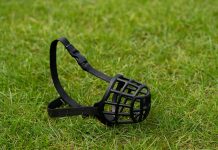 Općinsko državno odvjetništvo u Bjelovaru podiglo optužnicu zbog dva napada psa u okolici Čazme