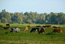 Vlada donijela Program potpore malim mljekarama za sufinanciranje nabave opreme za sabiranje mlijeka