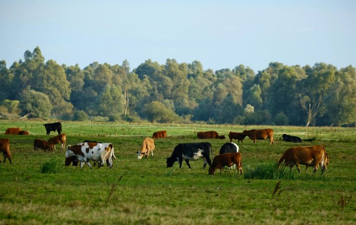 pexels-szafran-34664463-min