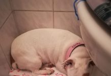 Počinju „dani pirotehnike“ – legalizirani teror nad djecom, bolesnima i životinjama