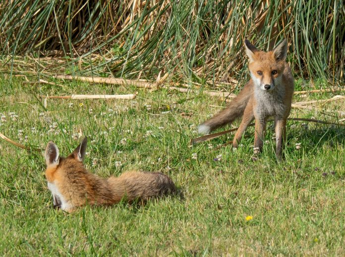 brett-jordan-bN3us2n9aMs-unsplash (1)