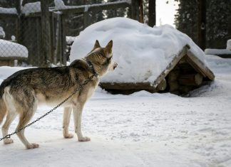 Najavljene izrazito niske temperature, sklonite svoje ljubimce na sigurno i toplo