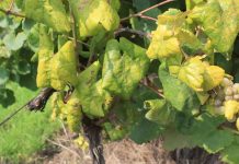 Obavijest vinogradarima – prikupljanje podataka o zapuštenim i zaraženim vinogradima radi suzbijanja zlatne žutice vinove loze