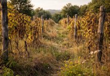 Općina Veliko Trojstvo prikuplja podatke o zapuštenim i zaraženim vinogradima