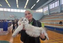 Revijalna izložba mačaka: Felinologija u Hrvatskoj potekla je iz Bjelovara