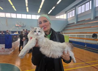 Revijalna izložba mačaka: Felinologija u Hrvatskoj potekla je iz Bjelovara