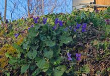 Ljubičice s Bilogore – miris djetinjstva i prvi znak proljeća