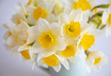 Dani narcisa ove subote u Daruvaru