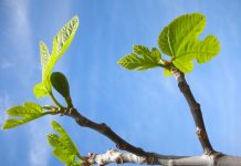 Nemojte pogriješiti s lokacijom: ovo drvo nije za sadnju uz kuću