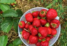 Male, ali snažne: Jagode štite tijelo od brojnih bolesti