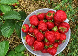 Male, ali snažne: Jagode štite tijelo od brojnih bolesti