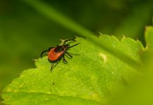 HZJZ savjetovao kako prevenirati ugrize krpelja