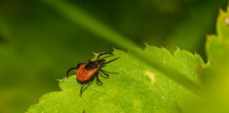HZJZ savjetovao kako prevenirati ugrize krpelja