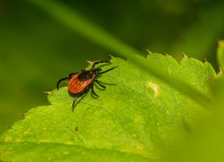 HZJZ savjetovao kako prevenirati ugrize krpelja