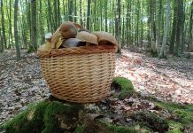 Krenula sezona vrganja, iskusni gljivari otkrivaju gdje ih tražiti