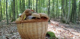 Krenula sezona vrganja, iskusni gljivari otkrivaju gdje ih tražiti