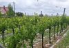 Moslavački vinogradari zbrajaju štetu nekon nedavne tuče