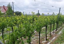 Moslavački vinogradari zbrajaju štetu nekon nedavne tuče