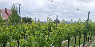 Moslavački vinogradari zbrajaju štetu nekon nedavne tuče