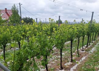 Moslavački vinogradari zbrajaju štetu nekon nedavne tuče