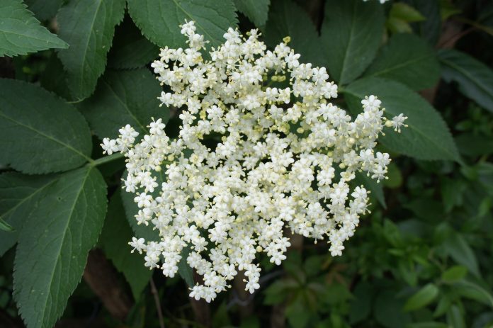 heikekaldenbach-elder-398832