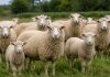 Kuga malih preživača potvrđena na dvama objektima u Bjelovarsko-bilogorskoj županiji