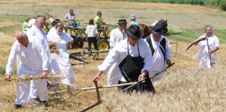 Nekad se želo ručno, uz pjesmu i zajedništvo: Dođite u Berek na prikaz stare žetve