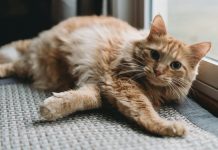 Grad Bjelovar kreće sa sufinanciranjem sterilizacije i kastracije mačaka koje imaju vlasnike