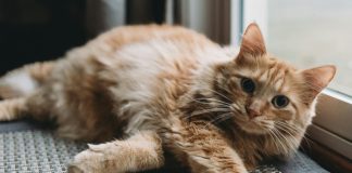 Grad Bjelovar kreće sa sufinanciranjem sterilizacije i kastracije mačaka koje imaju vlasnike