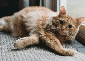 Grad Bjelovar kreće sa sufinanciranjem sterilizacije i kastracije mačaka koje imaju vlasnike