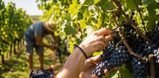 Rujanske berbe postaju stvar prošlosti: Klimatske promjene u središnjoj Hrvatskoj pomiču berbu grožđa prema početku kolovoza