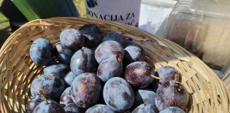 Ocjenjivanje uzoraka rakija i džemova za predstojeću manifestaciju u Siraču