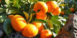Svi ih vole zbog okusa, ali mandarine imaju još nekoliko prednosti