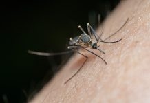Uklanjanje stajaće vode može pomoći u suzbijanju komaraca