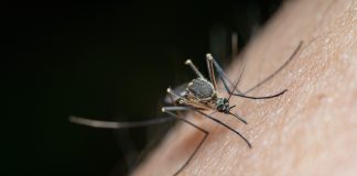Uklanjanje stajaće vode može pomoći u suzbijanju komaraca