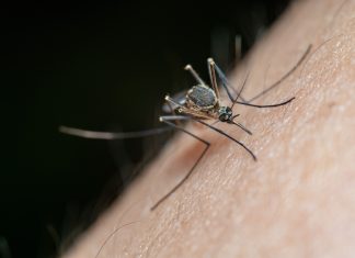 Uklanjanje stajaće vode može pomoći u suzbijanju komaraca