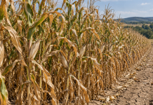 Zbog suše proglašena prirodna nepogoda u Bereku, Đulovcu i Severinu
