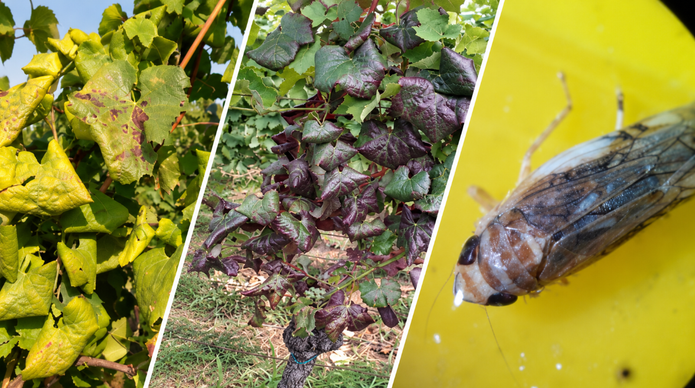 Zlatna žutica širi se vinogradima